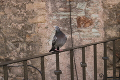 Columba livia