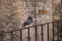 Columba livia