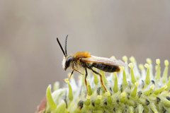 Andrena haemorrhoa
