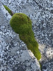 Syntrichia virescens