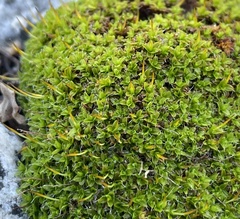Syntrichia virescens