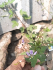 Cleome rutidosperma