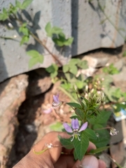 Cleome rutidosperma