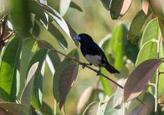 Conothraupis mesoleuca