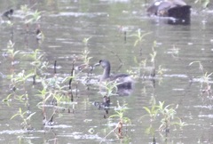 Tachybaptus dominicus