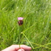 Dianthus carthusianorum carthusianorum - Photo (c) Zoltán Nagy, some rights reserved (CC BY), uploaded by Zoltán Nagy