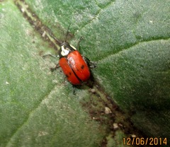 Cryptocephalus octopunctatus