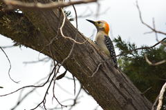 Melanerpes aurifrons