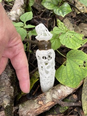 Staheliomyces cinctus