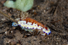 Goniobranchus collingwoodi