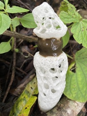 Staheliomyces cinctus