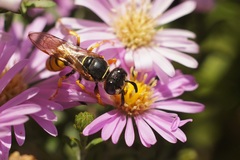 Philanthus triangulum