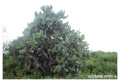 Opuntia quimilo