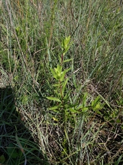 Grindelia lanceolata