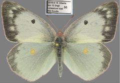 Colias philodice eriphyle