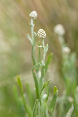 Calocephalus lacteus