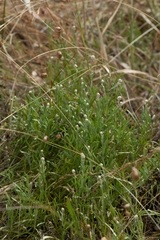 Calocephalus lacteus