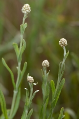 Calocephalus lacteus