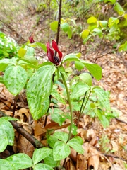 Trillium recurvatum