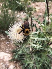 Bombus nevadensis
