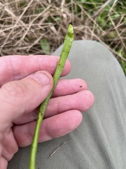 Lilaeopsis carolinensis
