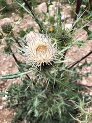 Cirsium neomexicanum utahense
