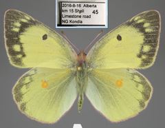 Colias philodice eriphyle