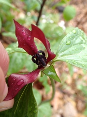 Trillium recurvatum