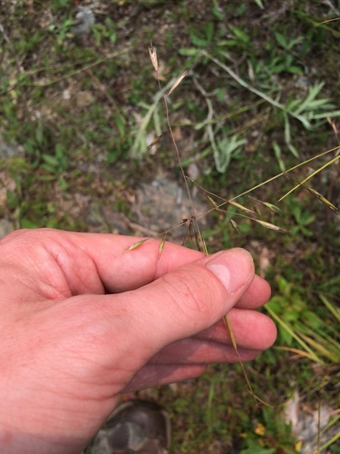 Image of Danthonia compressa by no rights reserved