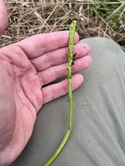 Lilaeopsis carolinensis