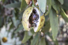 Capparis loranthifolia
