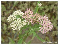 Pluchea microcephala