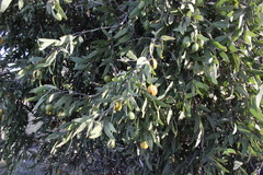 Capparis loranthifolia