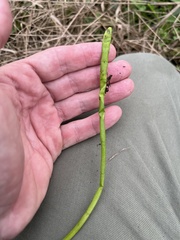 Lilaeopsis carolinensis