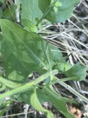 Dicliptera decorticans
