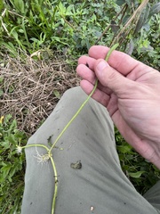 Lilaeopsis carolinensis