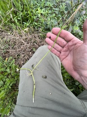 Lilaeopsis carolinensis