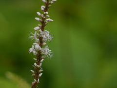 Bistorta amplexicaulis
