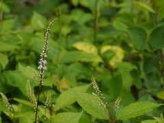 Bistorta amplexicaulis