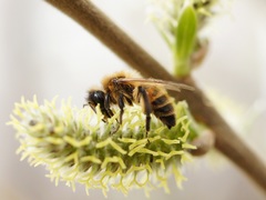Andrena
