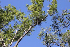 Eucalyptus populnea