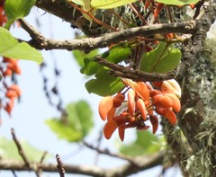 Erythrina falcata