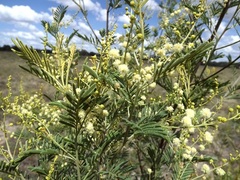 Acacia deanei