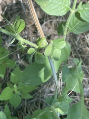 Dicliptera decorticans