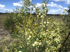Acacia deanei