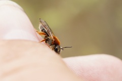 Andrena haemorrhoa