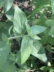 Dicliptera decorticans