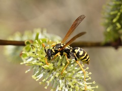 Polistes dominula