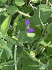 Dicliptera decorticans