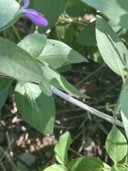 Dicliptera decorticans